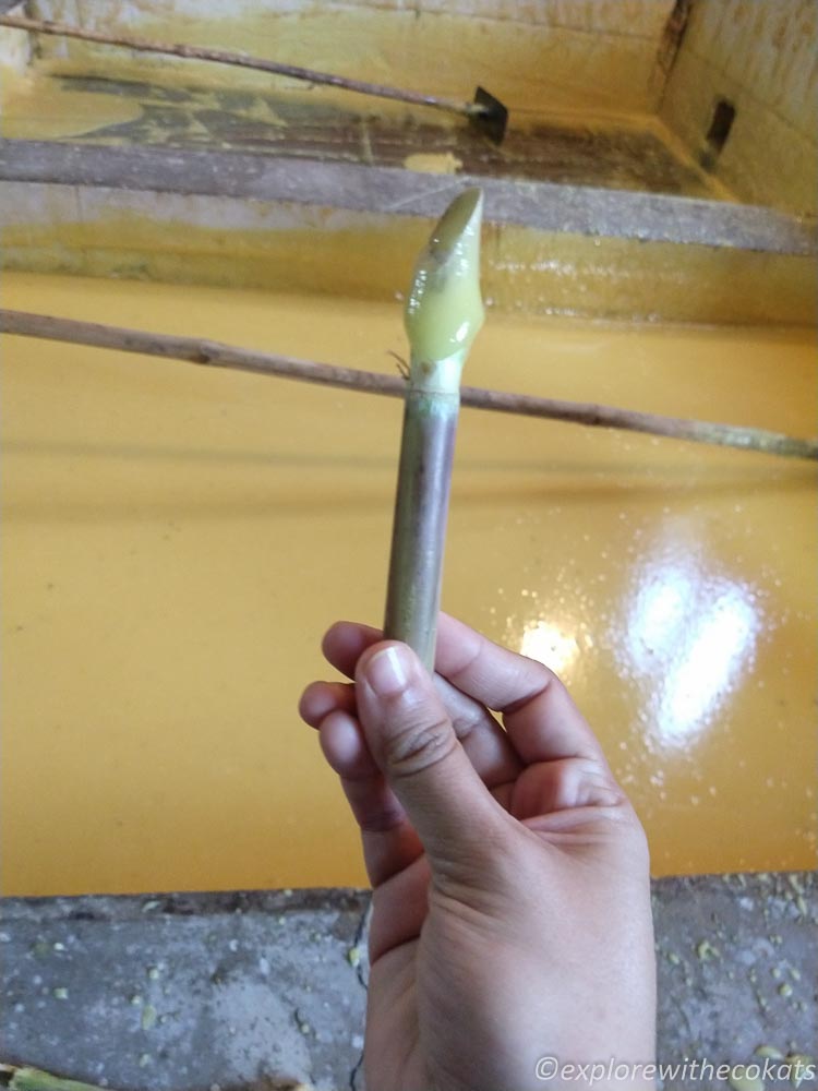 Jaggery on a sugarcane stick