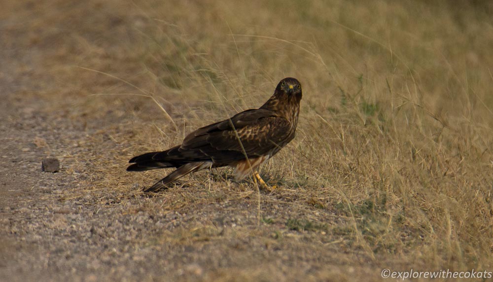 Pallid harrier at the blackbuck national park