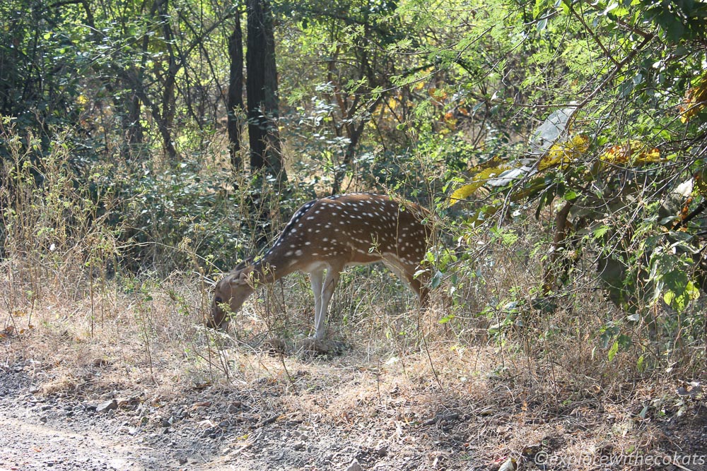 Wildlife around gir homestay