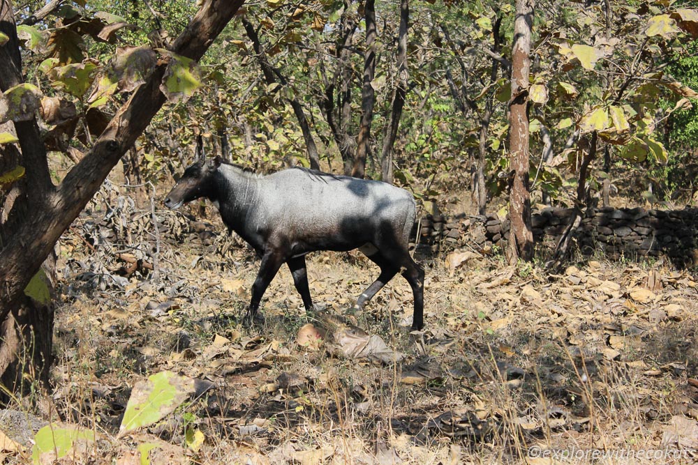 Wildlife around gir homestay