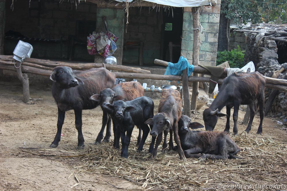 Cattle at gir homestay