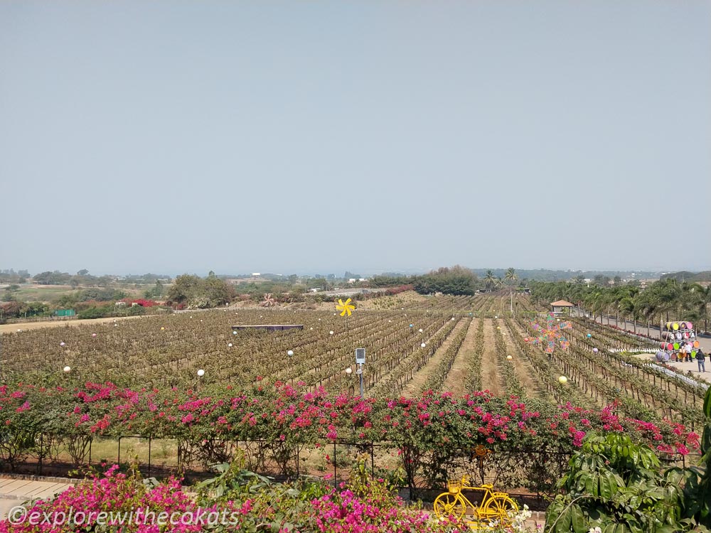 Sula vineyard