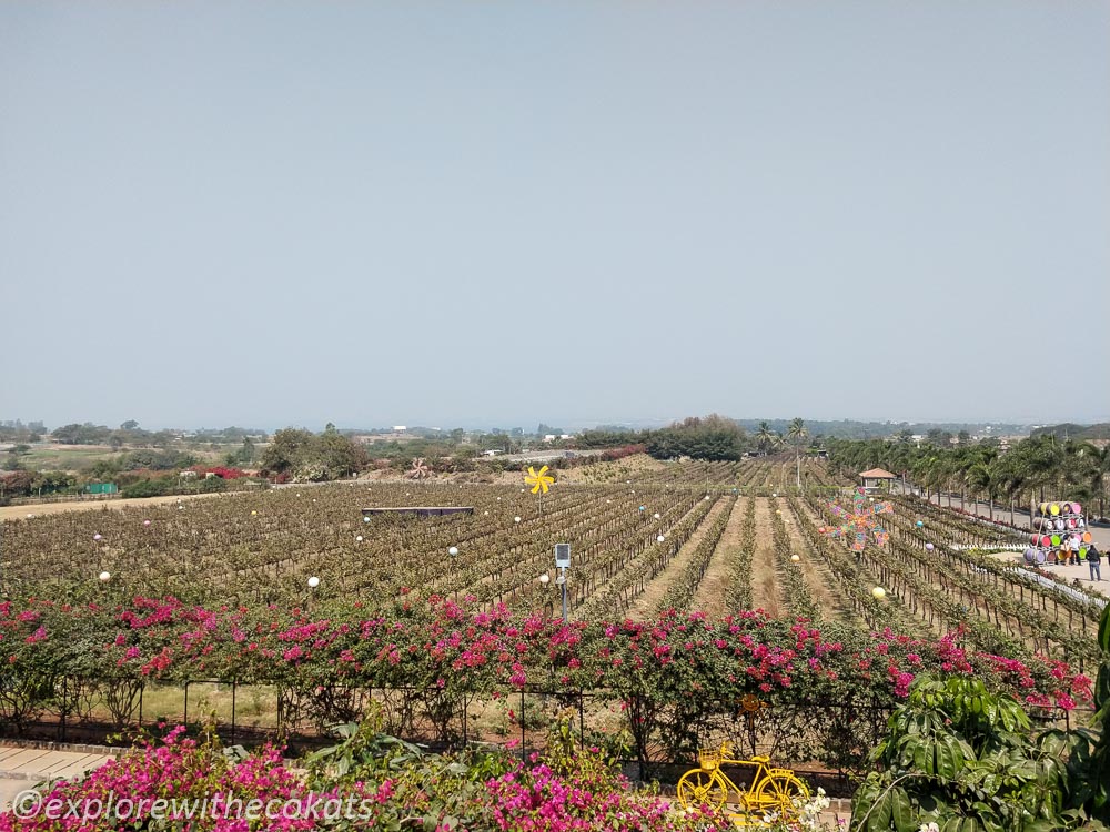 The Sula Vineyards
