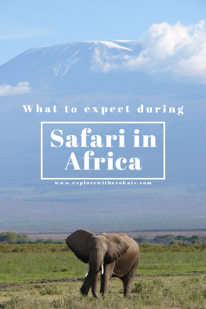 What to expect during Safari in Africa