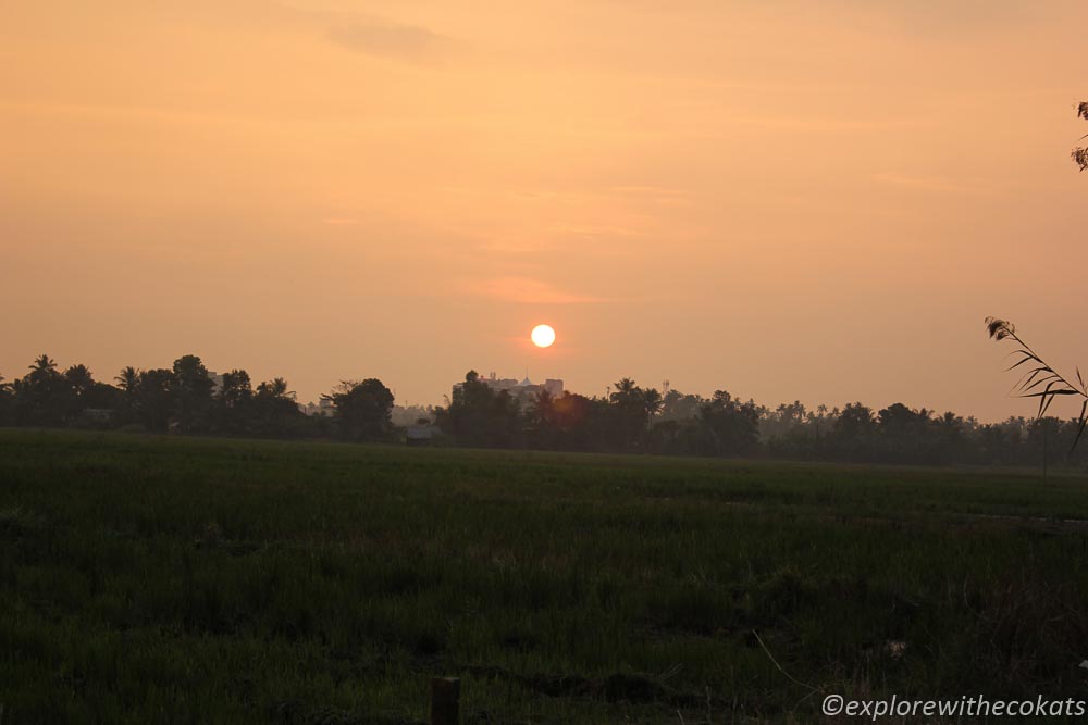 Sunset overlooking the paddy fields at alleppey