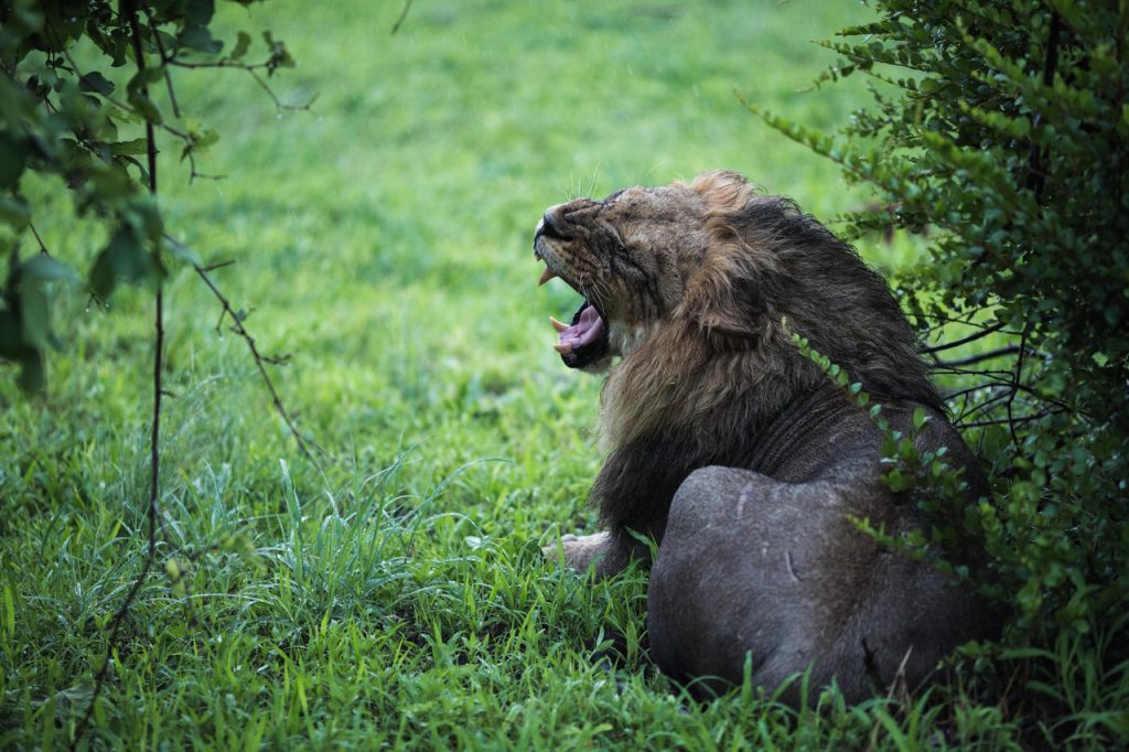 Safari in Africa: Lion