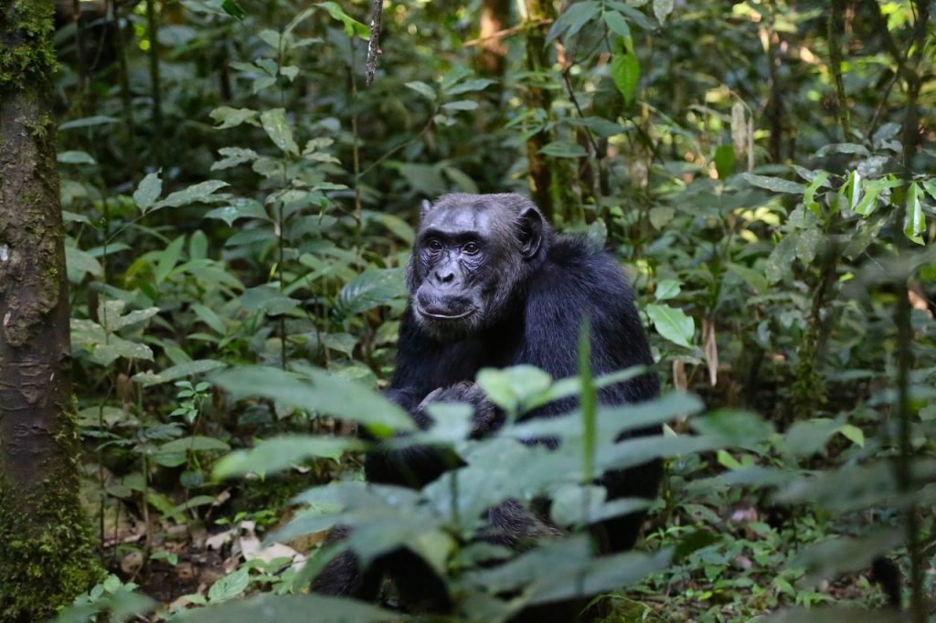 Gorillas in Africa