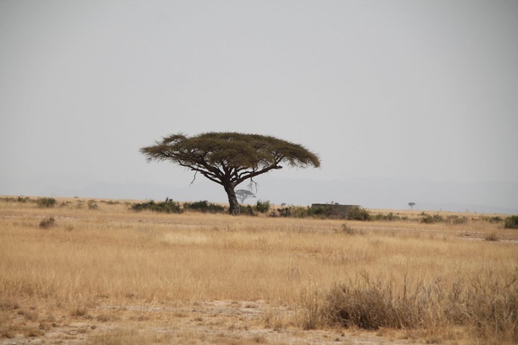 An African Landscape