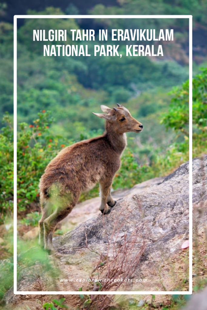 Nilgiri Tahr at Eravikulam National Park safari