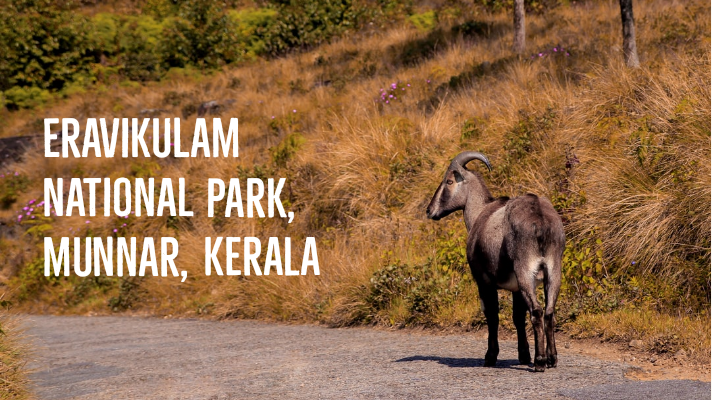 Eravikulam National Park Safari Guide: Must visit in Munnar - Explore with  Ecokats