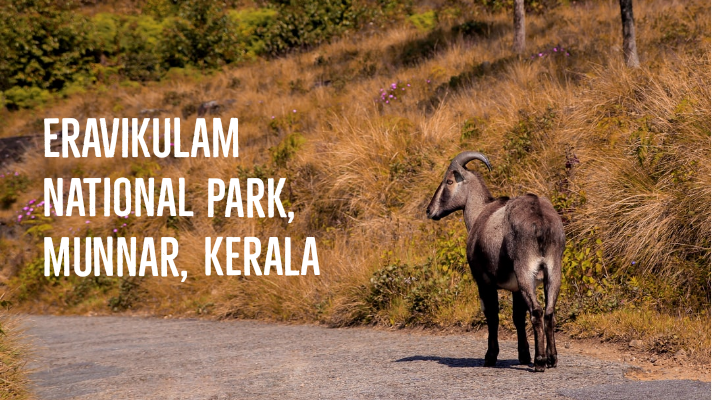 Nilgiri Tahr at Eravikulam National Park safari