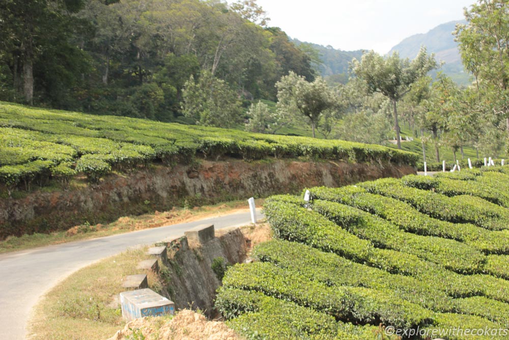 The roads in Munnar leading to Eravikulam