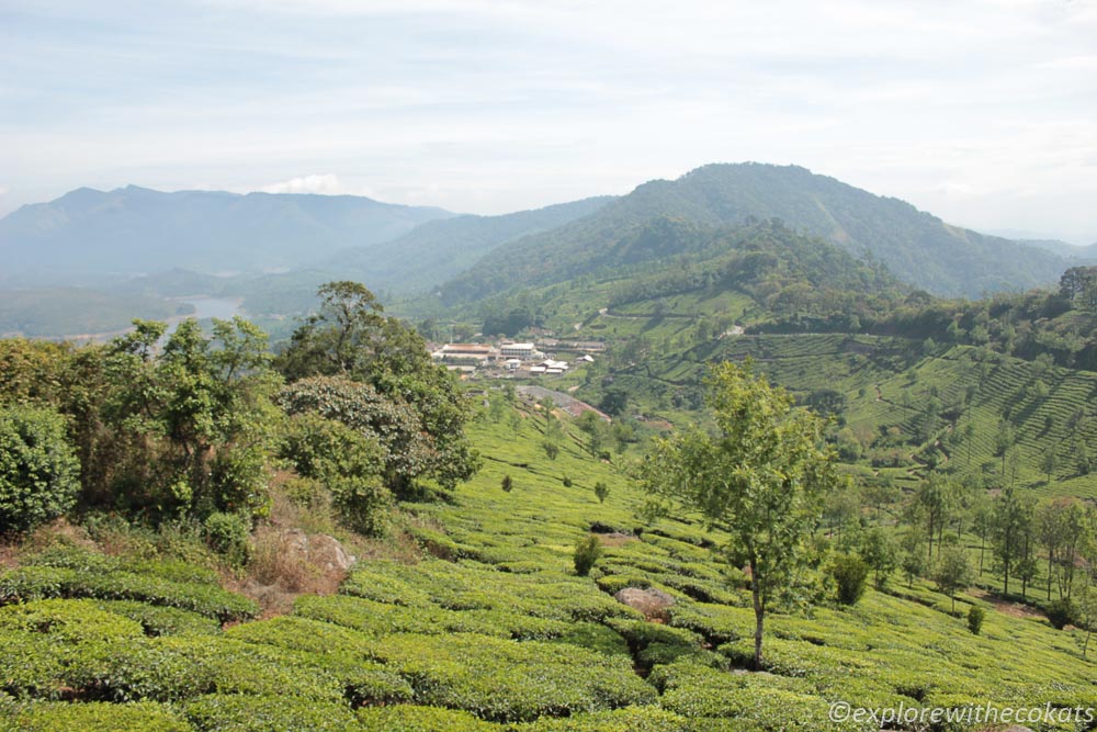 View from Eravikulam National Park safari