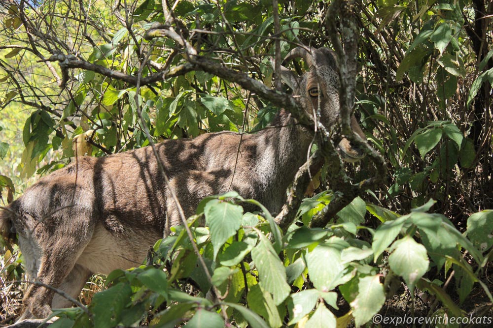 The first glimpse of Nilgiri Tahr I managed to capture