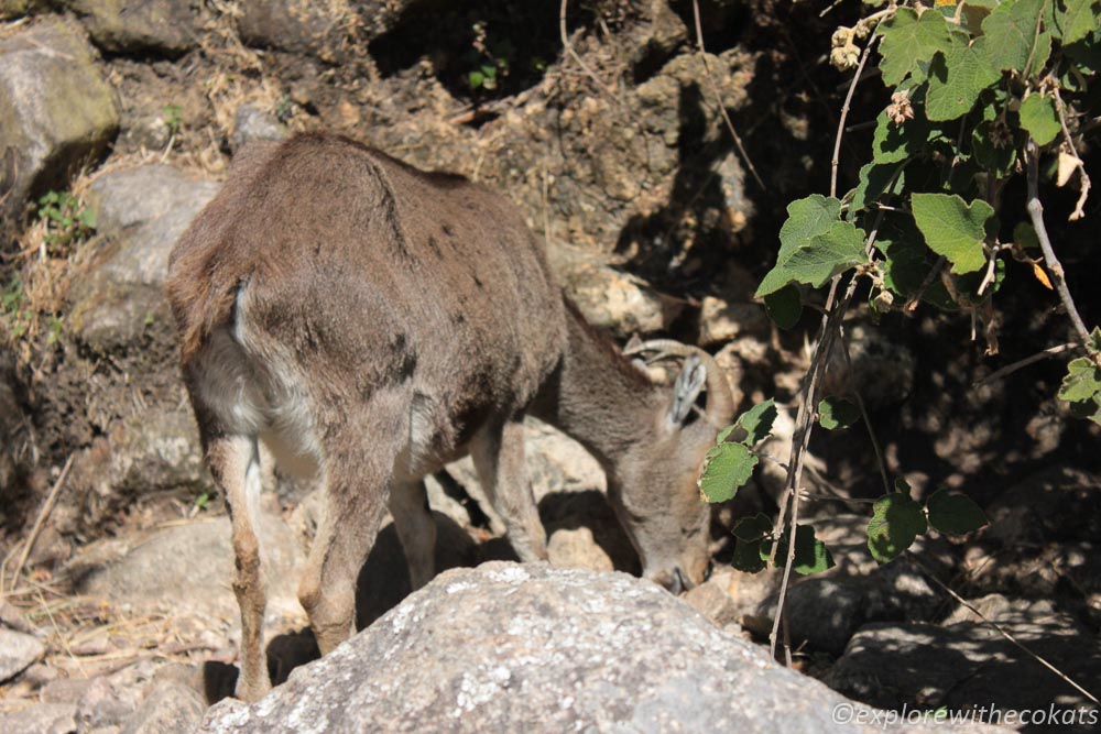 Eravikulam National Park safari