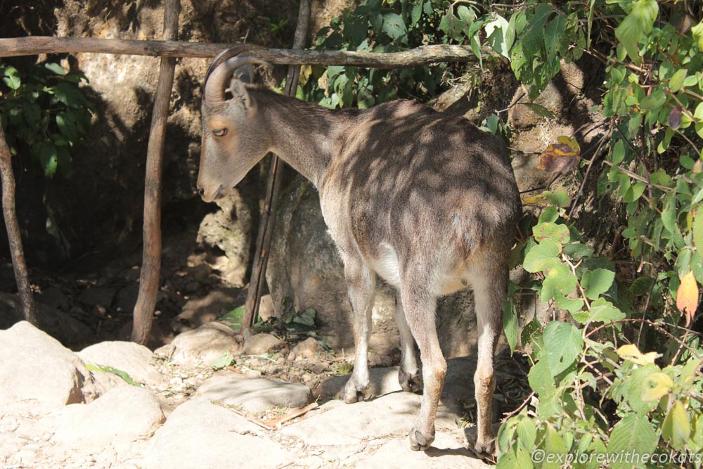 Nilgiri Tahr at Eravikulam National Park safari