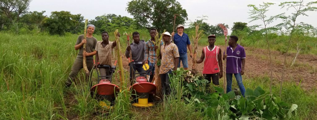 Tree plantation in Ghana