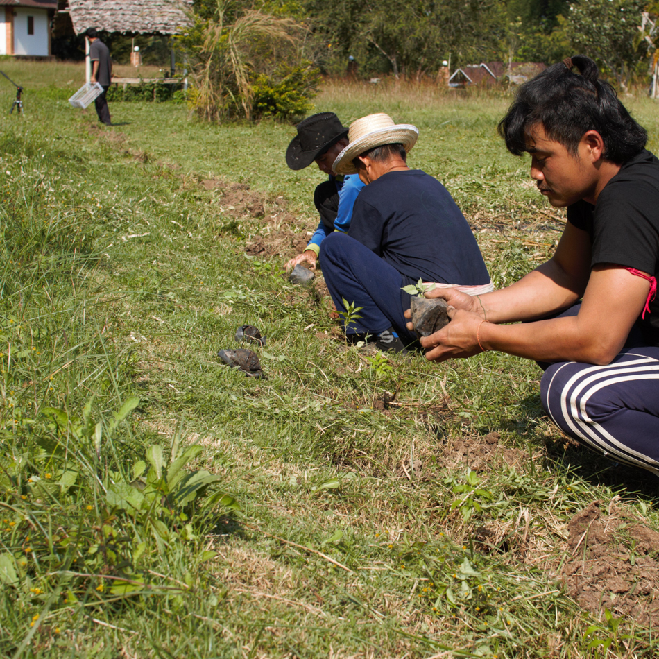 Sustainable benefits of planting trees