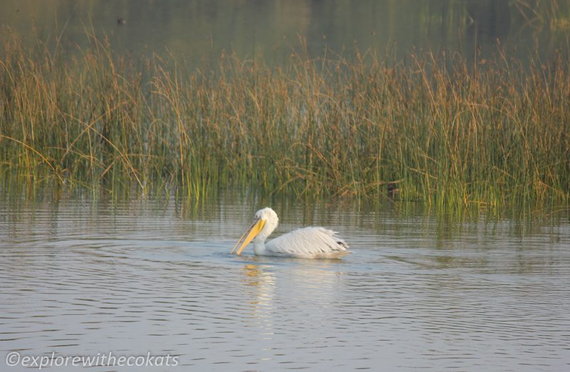 A rosy pelican at Khijadiya Bird Sanctuary