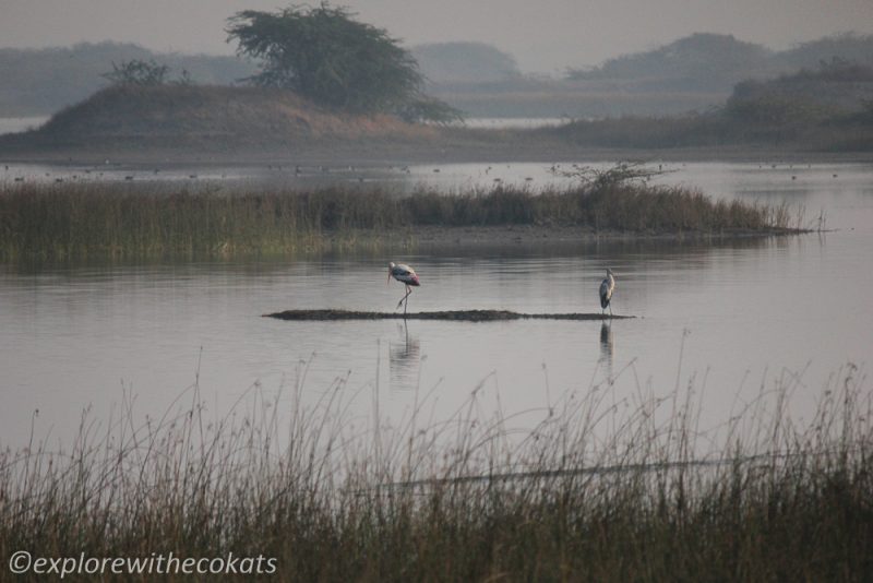 Birds of Khijadiya