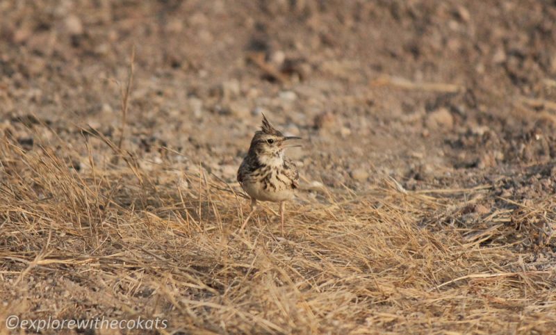 Ashy crowned lark Khijadiya Bird Sanctuary