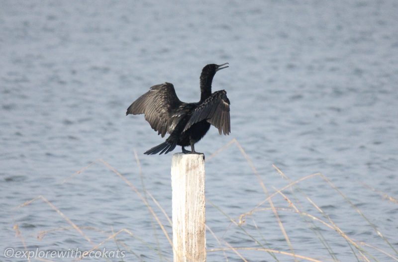 Cormorant basking at Khijadiya Bird Sanctuary