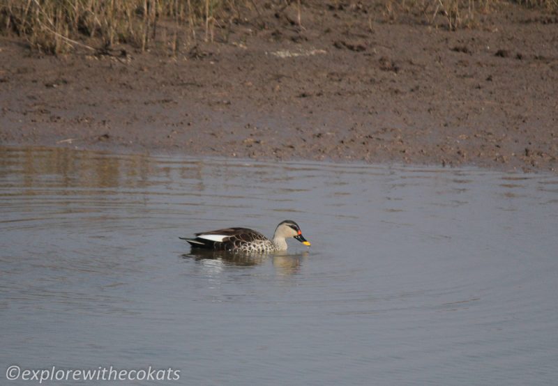 Spot billed duck at Khijadiya