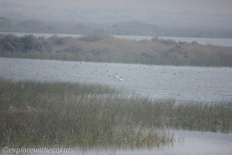 Khijadiya Bird Sanctuary