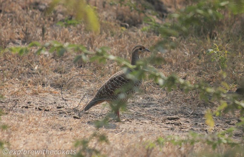 Grey Francolin at Khijadiya