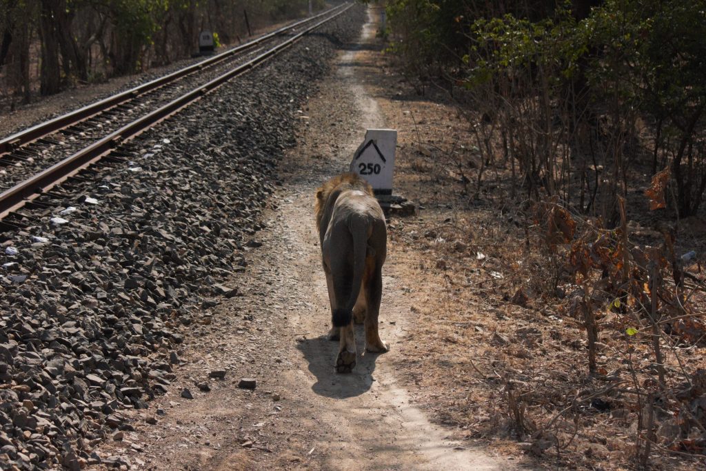 Gir national park - Asiatic lion