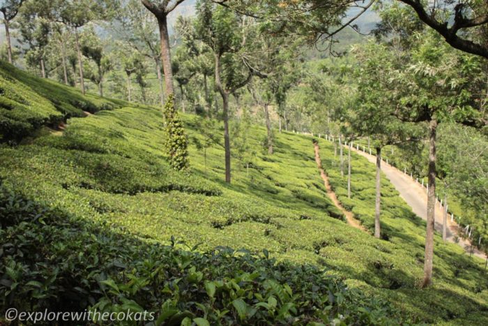 Tea plantations in Munnar | Things to Do in Munnar