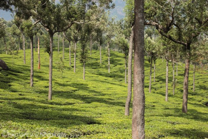 Tea gardens in Munnar | Things to Do in Munnar