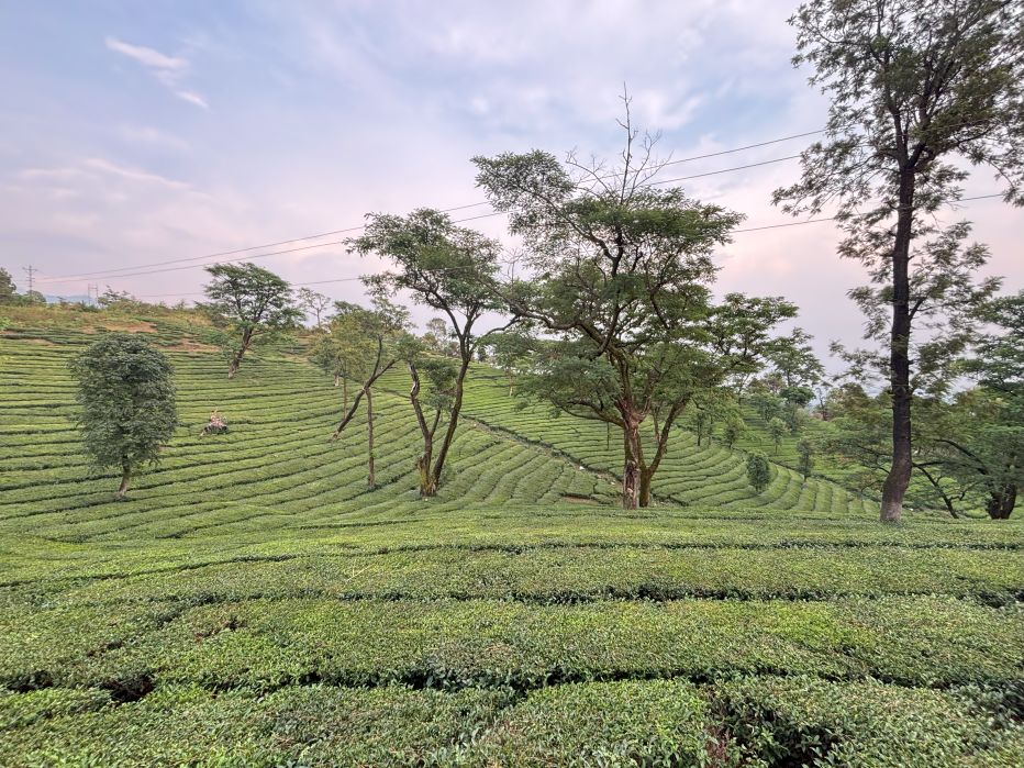 Tea gardens in Dharamshala