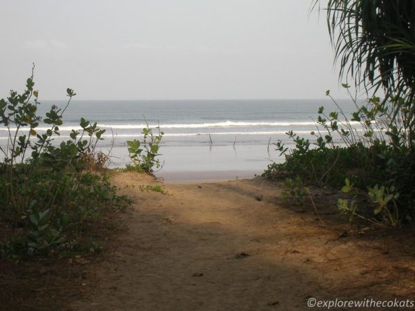 Forests opening up to the beach