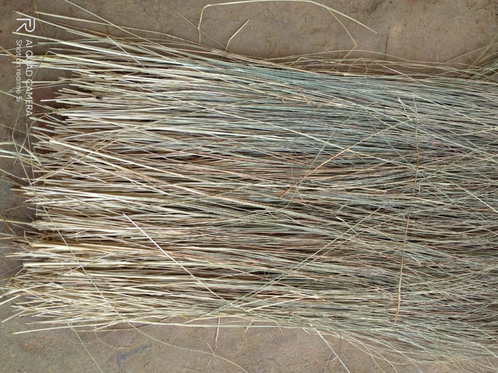Harvested Sabai grass