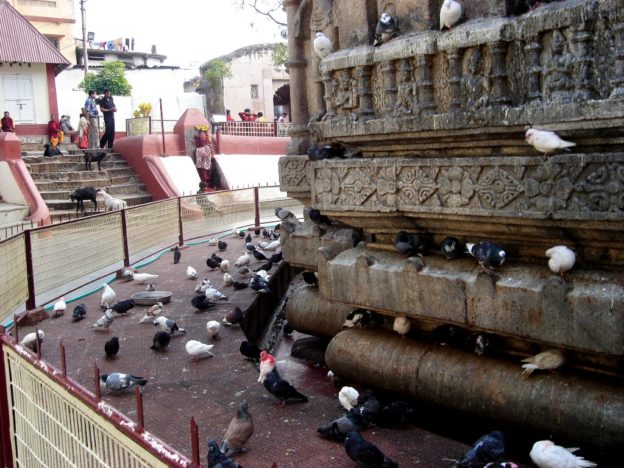 Animals and birds at Kamakhya temple