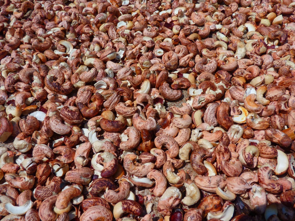 Raw cashews found aplenty in Belgaum during summers