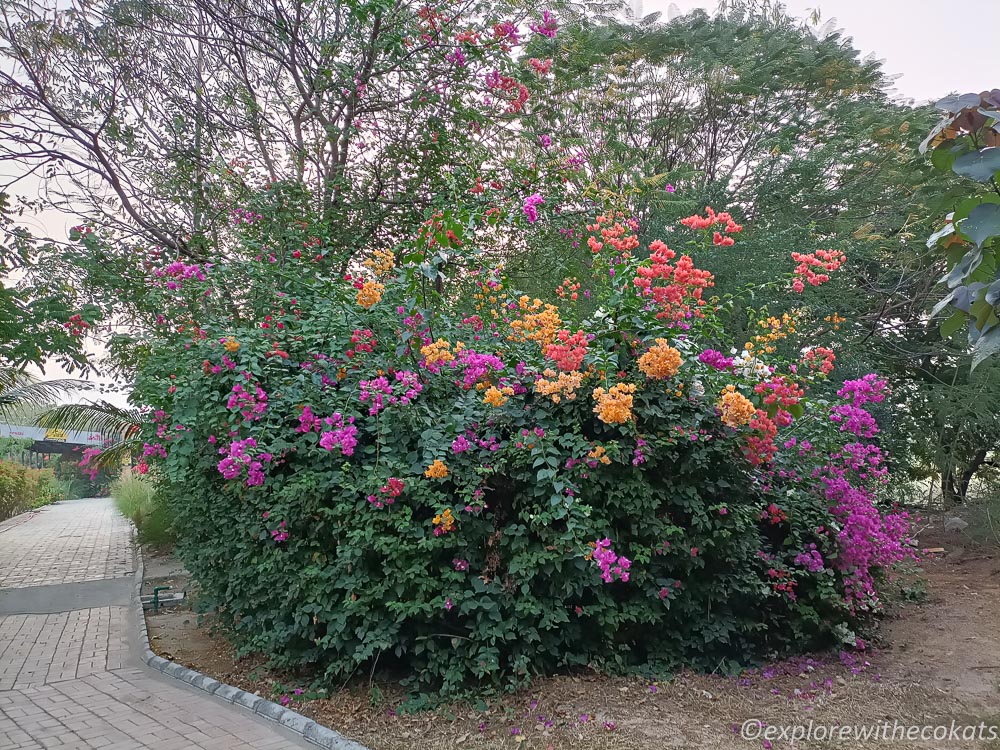 A colorful bougainvillea in bloom at Rann Riders Dasada  