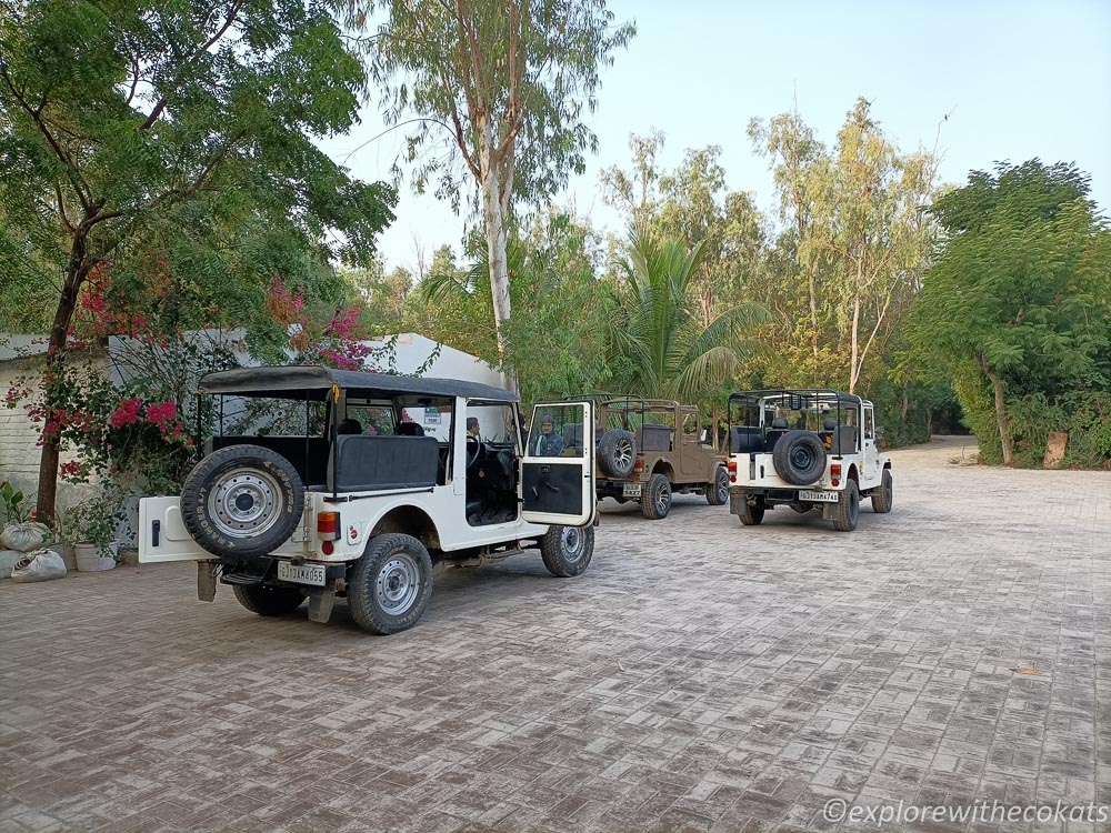 Open jeep safaris for wild ass sanctuary visit