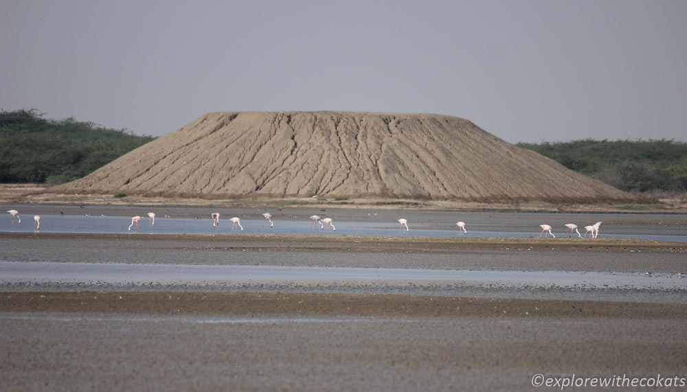 Flamingoes in Little Rann of Kutch