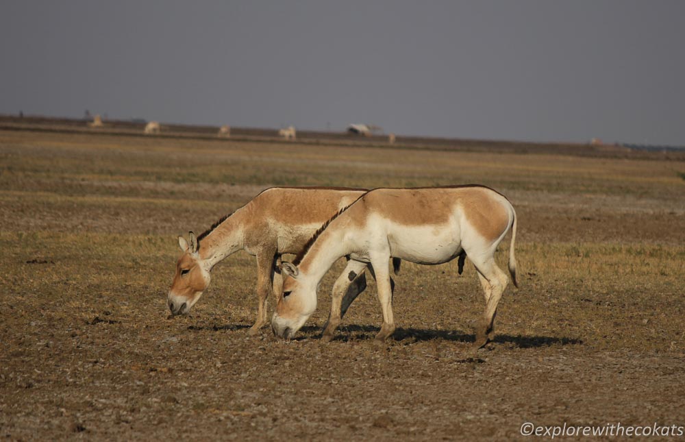 A happily grazing Wild Ass couple 