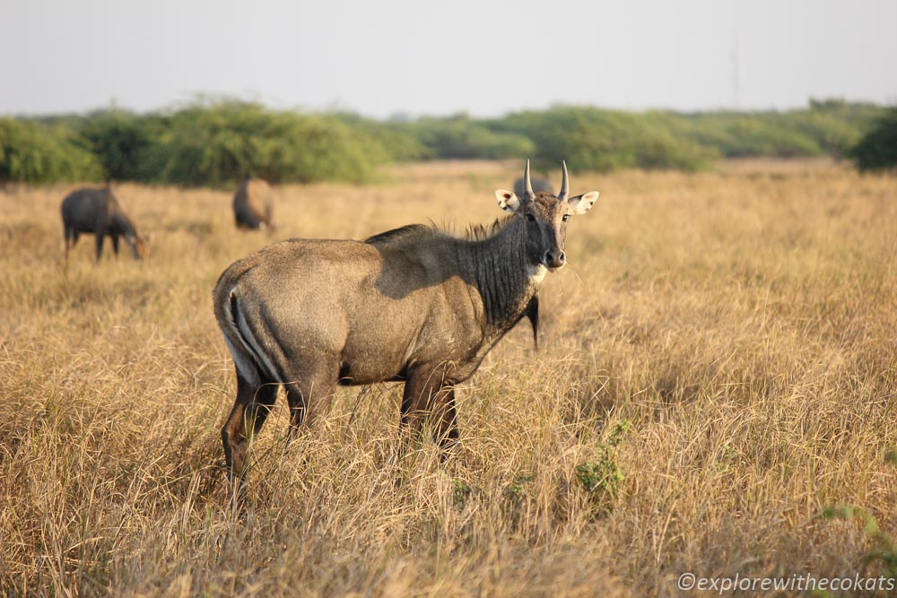An Indian Bluebull in Wild Ass Sanctuary