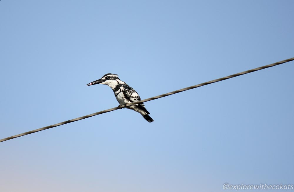 A pied kingfisher in Indian Wild Ass Sanctuary