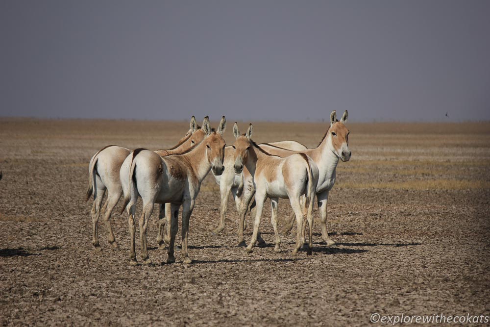 A group of Indian Wild Ass in Wild Ass Sanctuary