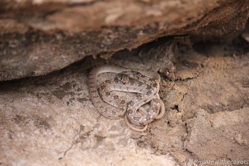 Snake in Wild Ass Sanctuary