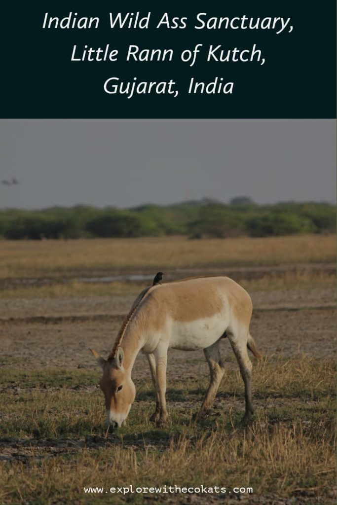 Indian Wild Ass Sanctuary in Little Rann of Kutch