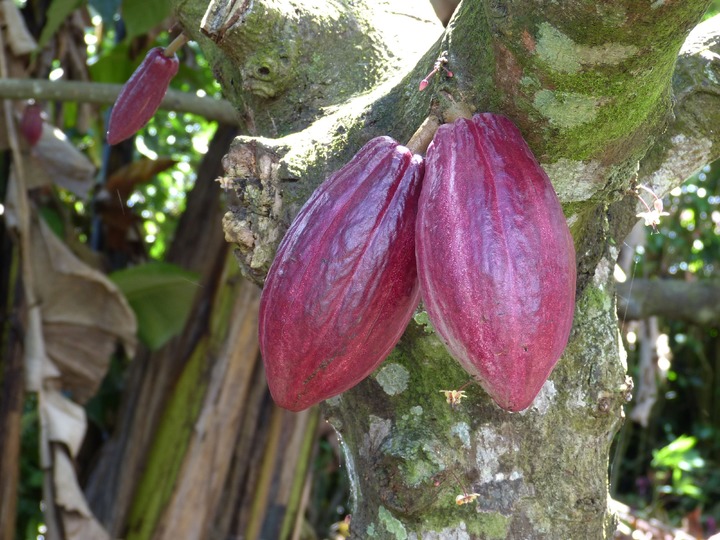 Cacao Beans