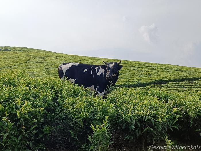 A cow in tea garden