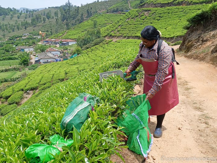 A tea worker in tea plantation in munnar