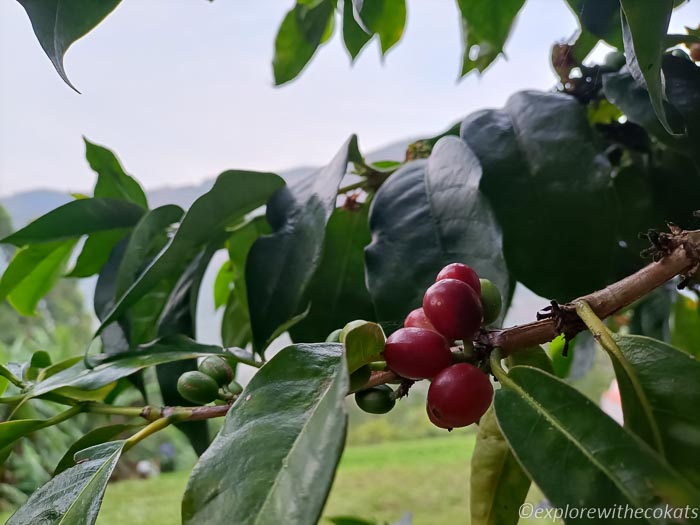 Coffee plantation in Thekkady